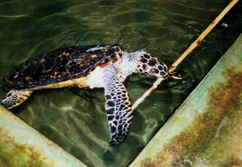 Schildkroetenfarm 2 
